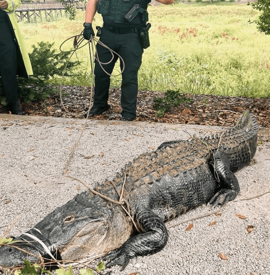 Giant Alligator Removed from USA’s Campus Pond