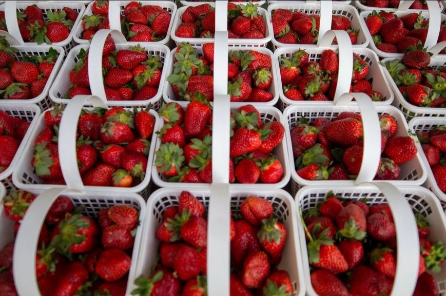Vanguard Tries: Baldwin County Strawberry Festival